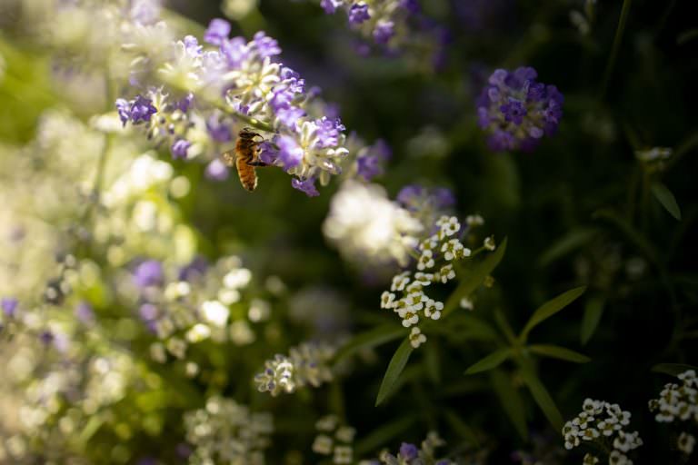 VISITUS_BeesOnLavender