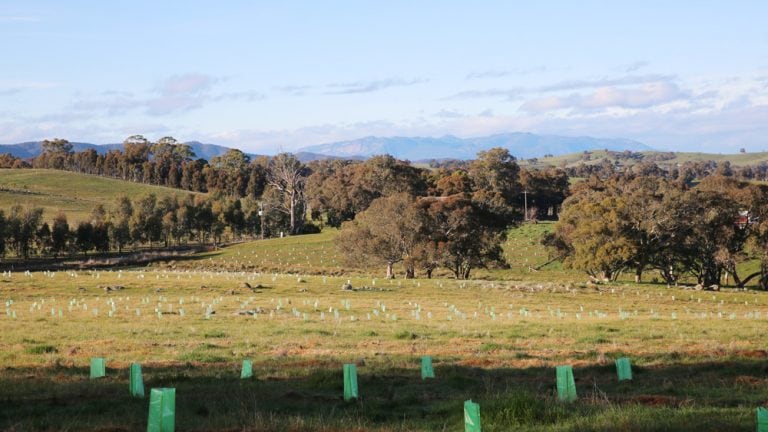 Planting the Beechworth Honey Bee Arboretum