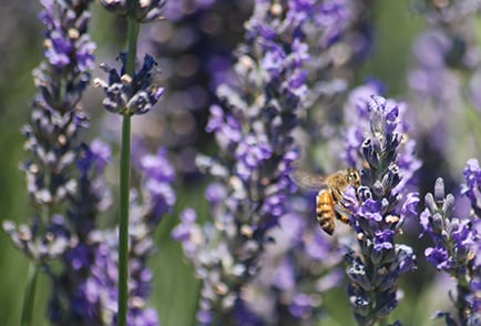 Visit-Us-Beechworth-Honey-Garden