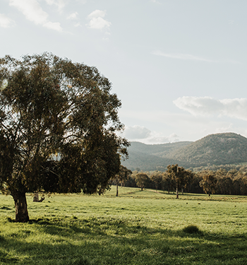 HOMEPAGE_HeroShot_Tree_Landscape_Mobile_3