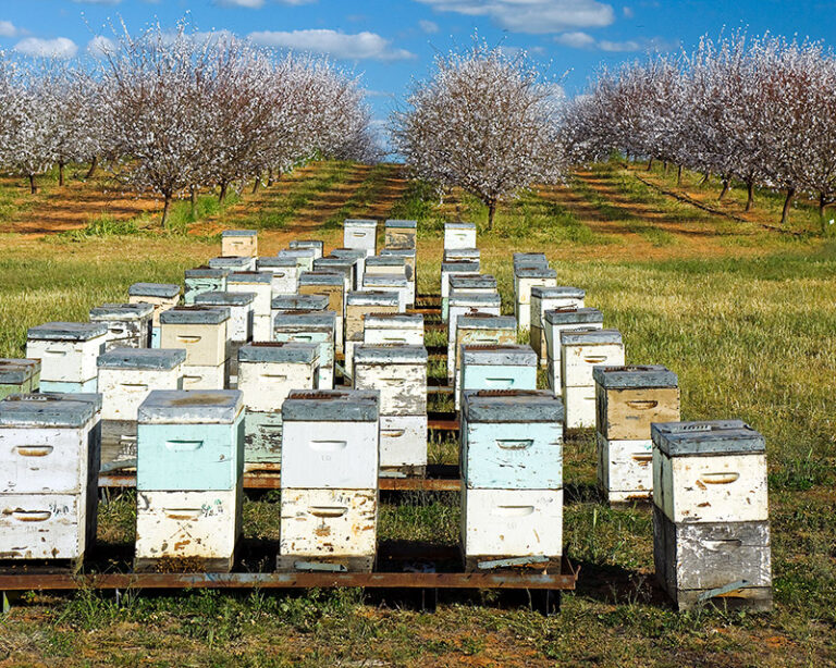 Hives-in-Almond-Orchard_2_cropped_ORIGINAL-1