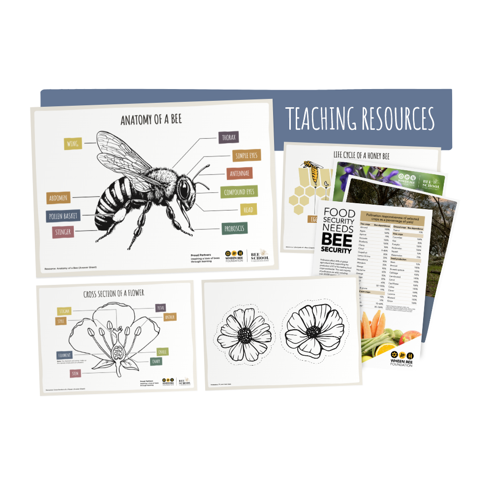 Planting for Bees Year 3 - Year 4