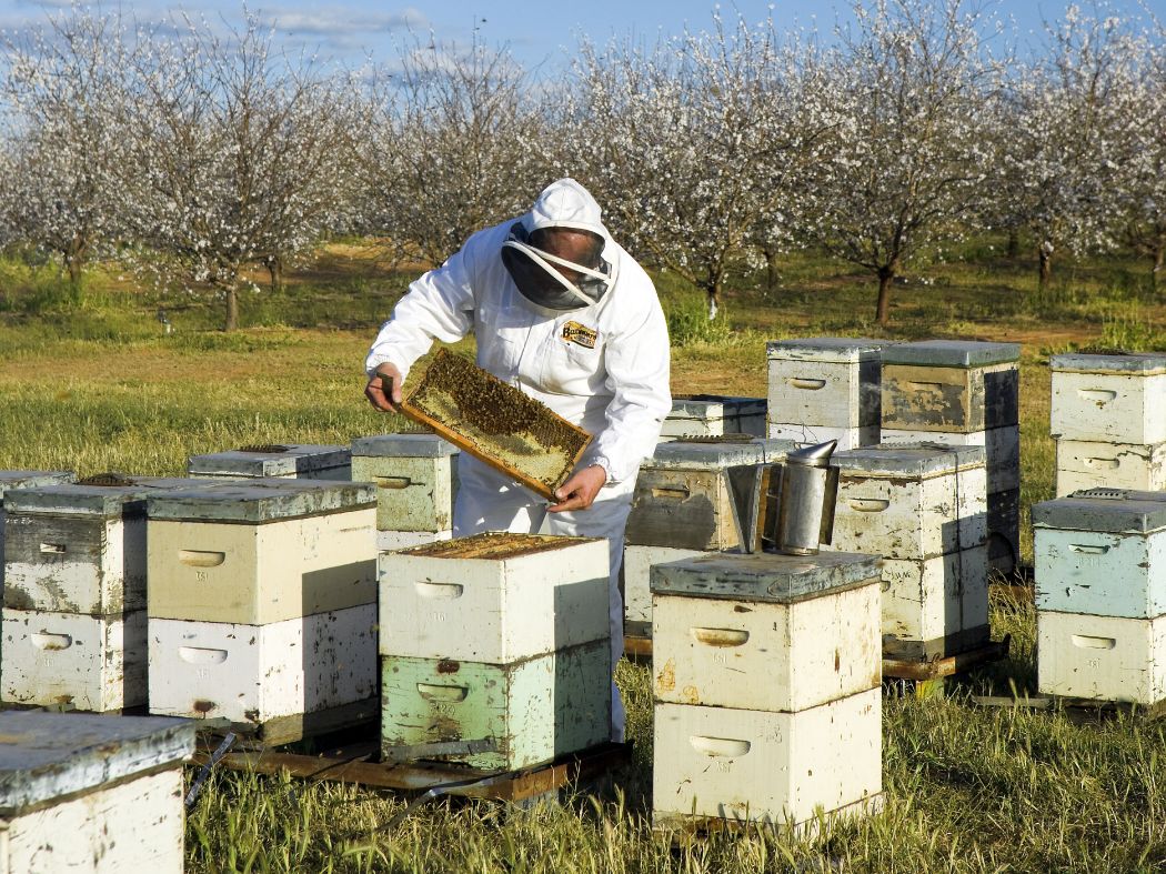 Bee School Class Pollinator Power