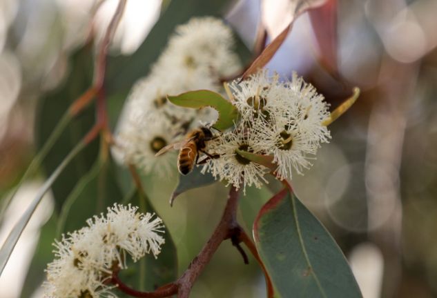 Bee Arboretum Passion