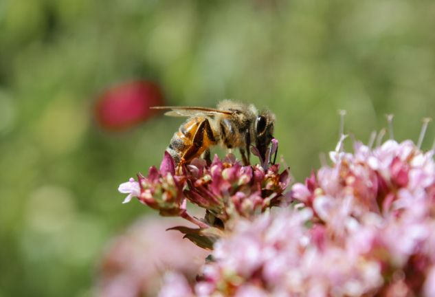 Learn about Bees