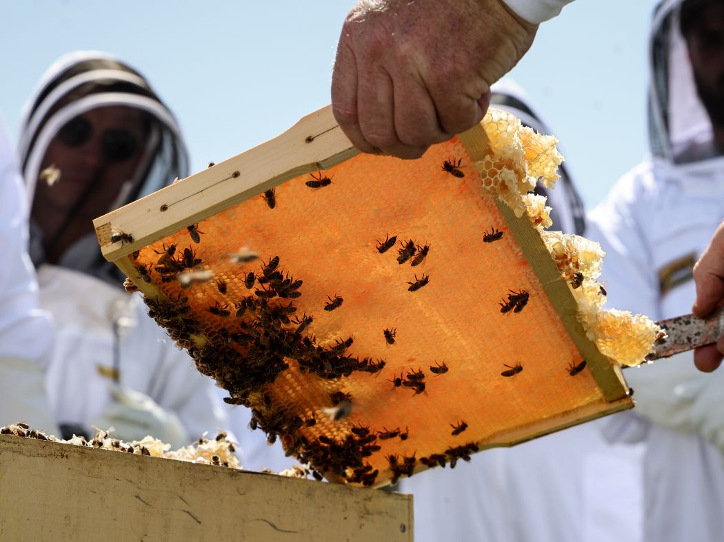 Steven holding Beechworth Honey honeycomb