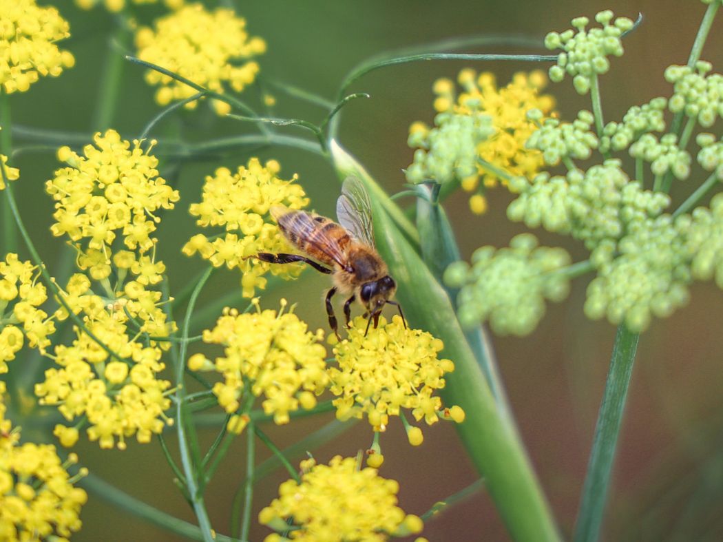 BLOG_World-Bee-Day-2024-001