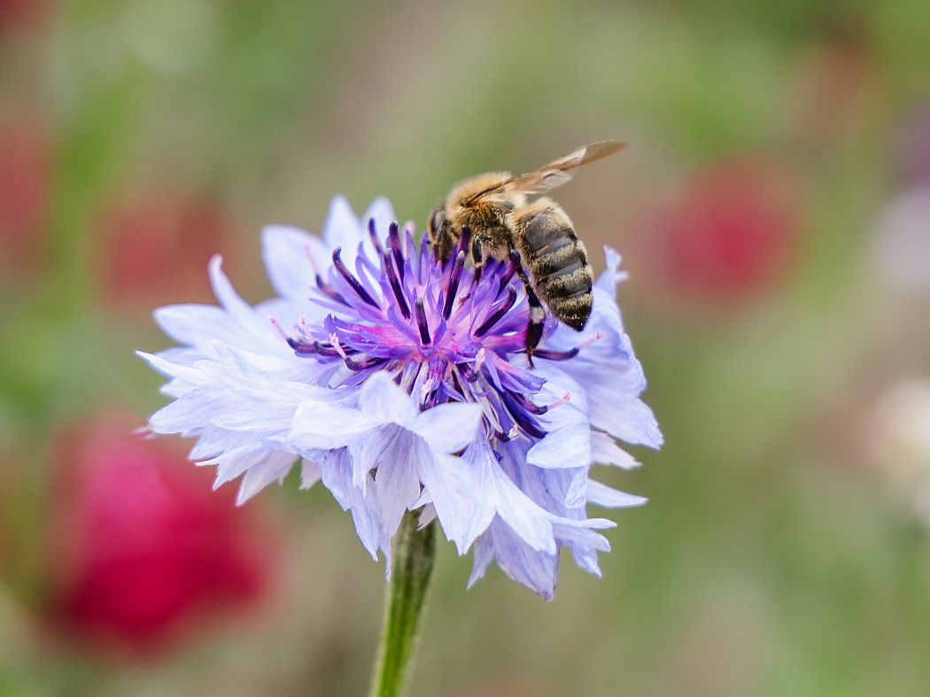 BLOG_World-Bee-Day-2024-02