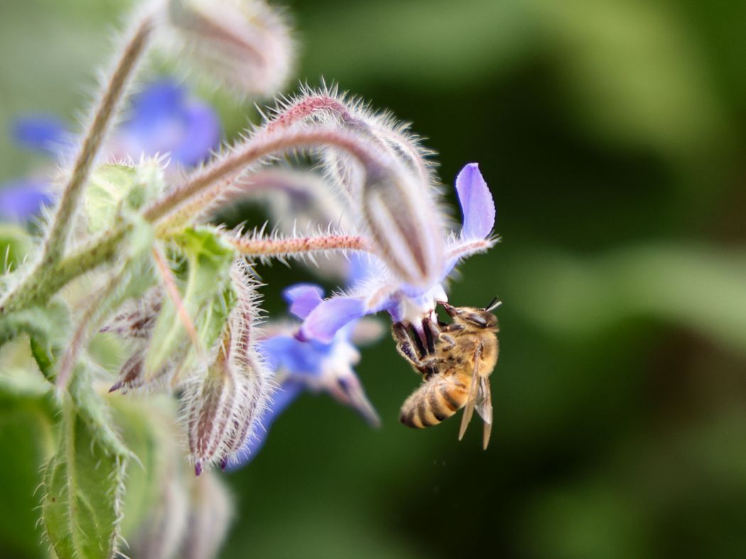 BLOG_World-Bee-Day-2024-03