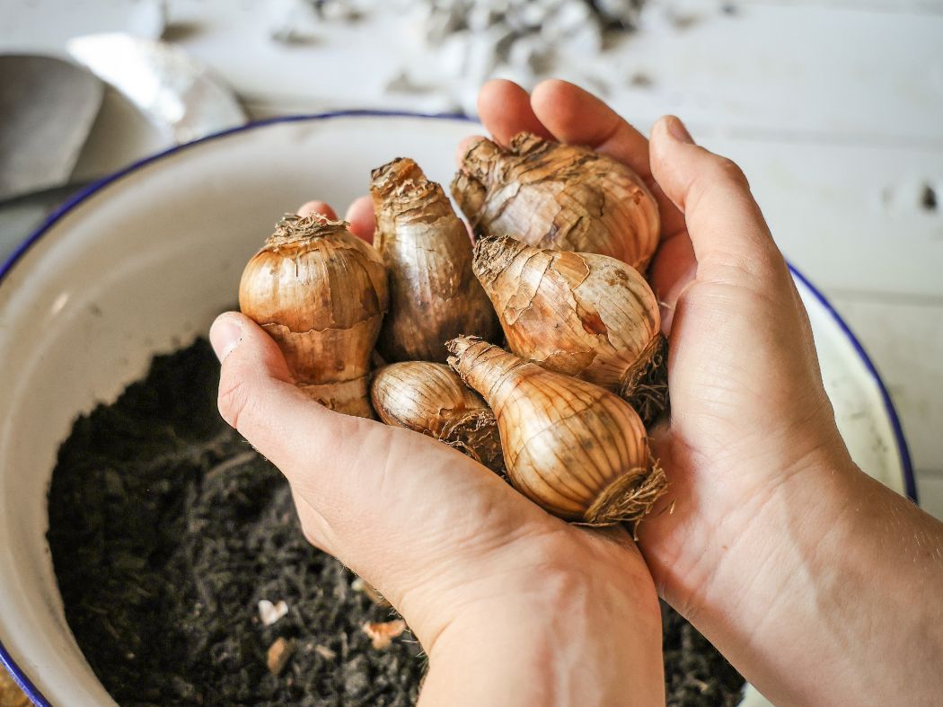 Beechworth Honey Bulbs for Bees