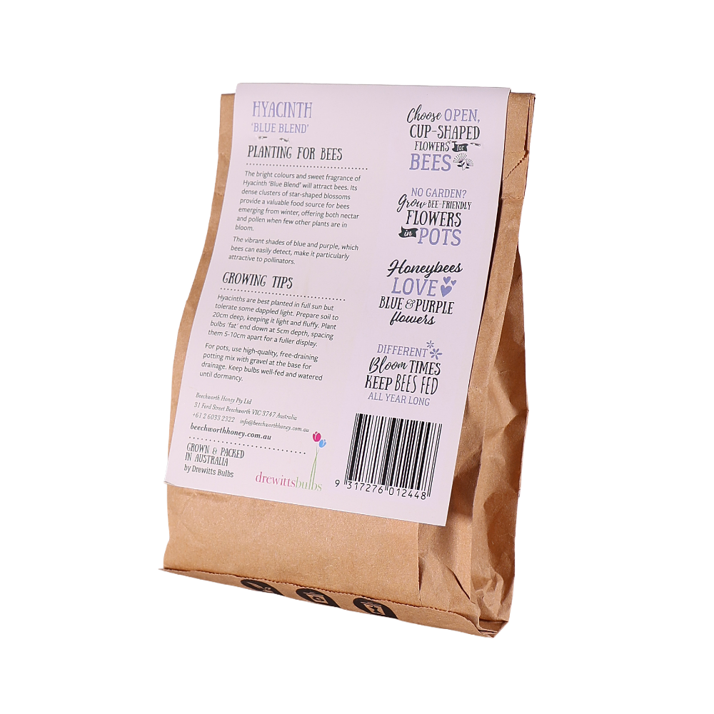 Bulbs for Bees - Hyacinth 'Blue Bland' Back